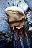 Tyromyces galactinus image