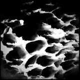 Tyromyces galactinus image