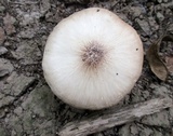 Pluteus petasatus image