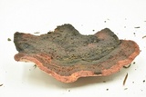 Rhodofomes cajanderi image