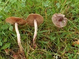 Cortinarius flexipes image