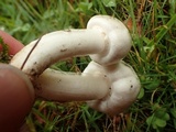 Agaricus californicus image
