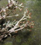 Cladonia furcata image