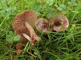 Cortinarius flexipes image