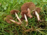 Cortinarius flexipes image