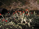 Cladonia transcendens image