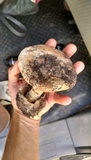 Amanita fallax image
