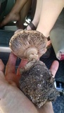 Amanita fallax image