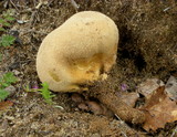 Lycoperdon molle image