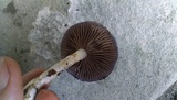 Cortinarius iodes image