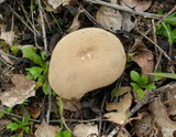 Lycoperdon molle image