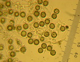 Lycoperdon molle image