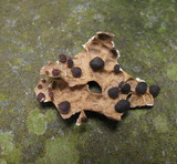 Pseudocyphellaria anthraspis image