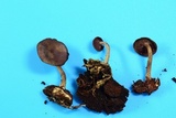 Callistosporium purpureomarginatum image