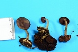 Callistosporium purpureomarginatum image