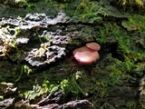 Callistosporium purpureomarginatum image