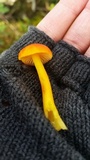 Hygrocybe miniata image