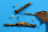 Mycetinis opacus image