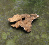 Pseudocyphellaria anthraspis image