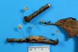 Mycetinis opacus image