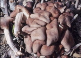 Collybiopsis luxurians image