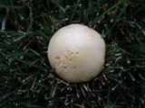 Stropharia coronilla image