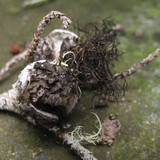 Kaernefeltia californica image