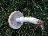 Stropharia coronilla image