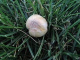 Stropharia coronilla image