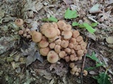 Armillaria solidipes image