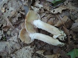 Armillaria solidipes image
