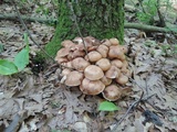 Armillaria solidipes image