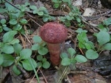 Suillus spraguei image