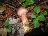 Suillus spraguei image