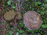 Lycoperdon pratense image