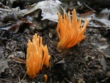 Clavulinopsis aurantiocinnabarina image