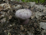 Tylopilus plumbeoviolaceus image