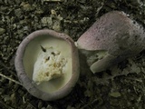 Tylopilus plumbeoviolaceus image