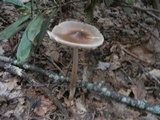 Amanita sect. Vaginatae image