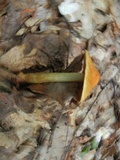 Cortinarius corrugatus image