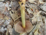 Cortinarius corrugatus image