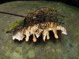 Peltigera membranacea image