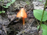 Hygrocybe acutoconica image