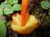 Hygrocybe acutoconica image