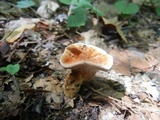 Coltricia montagnei image