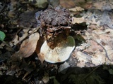 Coltricia montagnei image