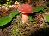 Xanthoconium purpureum image