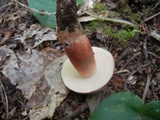 Xanthoconium purpureum image