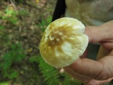Amanita sect. Vaginatae image