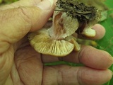 Armillaria gallica image